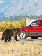 Grizzly Bear, Jackson Lake Lodge, Grand Teton National Park