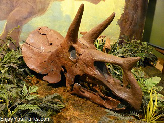 Triceratops Skull, Makoshika State Park Montana