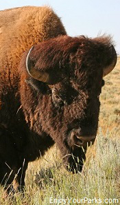 Buffalo, Hot Springs State Park, Wyoming