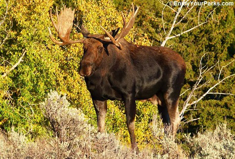 Bull Moose, Grand Teton National Park, Wyoming