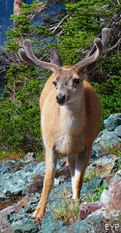 Mule deer, Signal Mountain Area, Grand Teton National Park