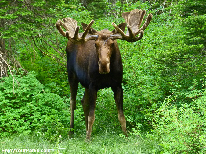 Bull Moose near Morning Star Lake, Glacier National Park