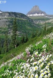 Wildflowers, Going To The Sun Road, Glacier National Park