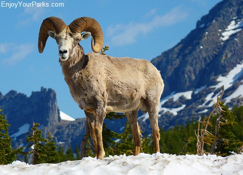Bighorn Sheep, Going To The Sun Road, Glacier National Park