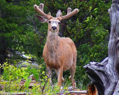 Mule Deer, Signal Mountain Area, Grand Teton National Park