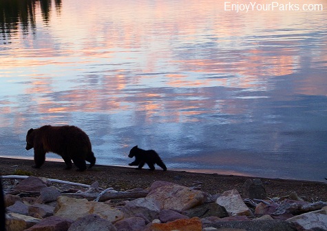 Grizzly bear sow and cub, Yellowstone Lake, Yellowstone National Park