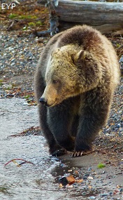 Grizzly bear, Yellowstone Lake, Yellowstone National Park