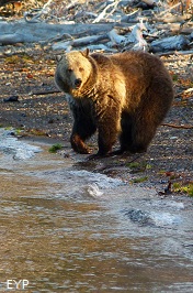 Grizzly bear, Yellowstone Lake, Yellowstone National Park