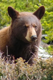 Black Bear, Madison Junction Area, Yellowstone National Park