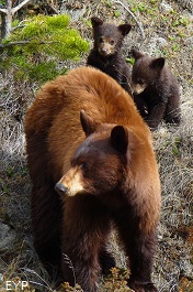 Black bear, Madison Junction Area, Yellowstone National Park