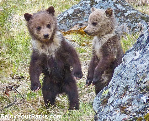 Grizzly bear cubs, Yellowstone National Park