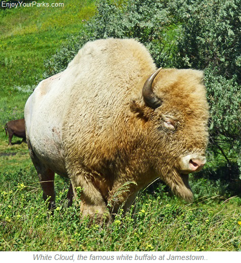 White Cloud Albino Buffalo, Jamestown North Dakota