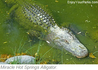 Miracle Hot Springs Alligator, Thousand Springs Scenic Byway, Idaho
