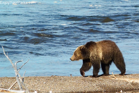 Grizzly Bear, Yellowstone Lake, Yellowstone National Park