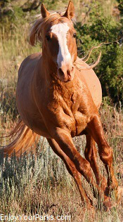 Wyoming Wild Mustang