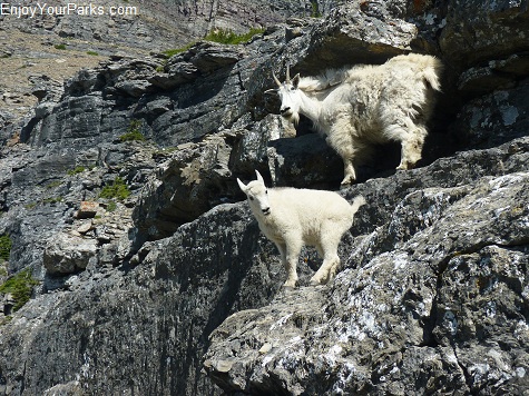 Mountain Goats, Logan Pass, Going To The Sun Road, Glacier National Park.