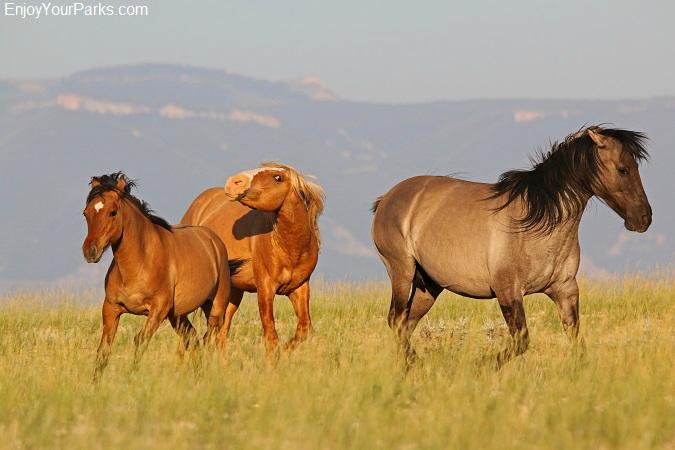 Pryor Mountain Wild Horse Range, Montana
