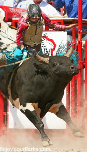 Bull rider, Buffalo Bill Cody Stampede Rodeo, Cody Wyoming