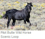 Pilot Butte Wild Horse Scenic Loop