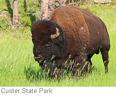 Custer State Park, South Dakota
