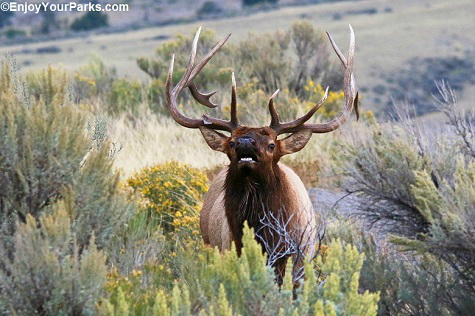 Bull Elk, Charles M. Russell National Wildlife Refuge
