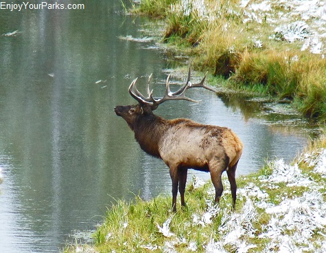 Bull elk, Madison River, Yellowstone National Park.
