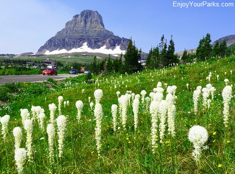 Beargrass, Logan Pass, Going To The Sun Road, Glacier National Park.