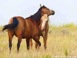 Free range horses, Makoshika State Park Montana
