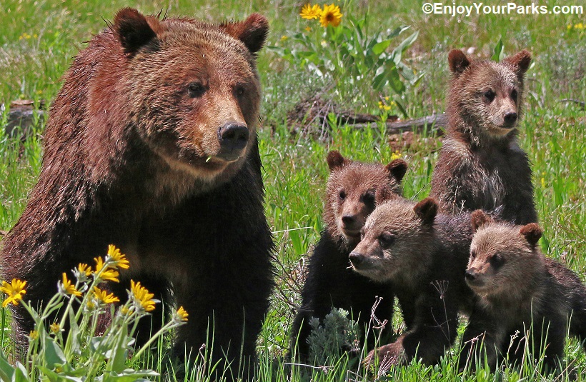 Grizzly 399 with triplets, Grand Teton National Park