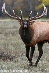 Wyoming Bull Elk