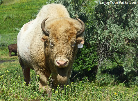 Famous aloino buffalo White Cloud, Jamestown North Dakiota