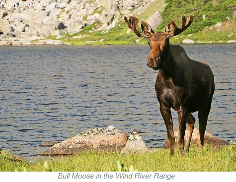 Bull Moose, Wind River Range, Wyoming