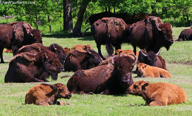 Buffalo herd, Custer State Park, South Dakota