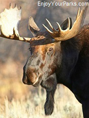 Wyoming Bull Moose