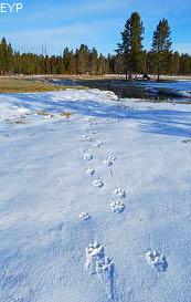 Wolf tracks, Norris Junction Area, Yellowstone National Park