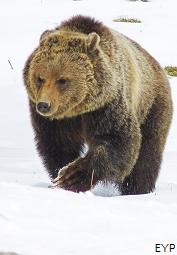 Grizzly bear, Norris Junction Area, Yellowstone National Park