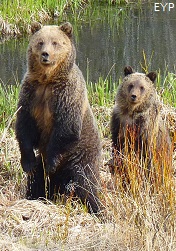 Grizzly bears, Yellowstone Lake Area, Yellowstone National Park