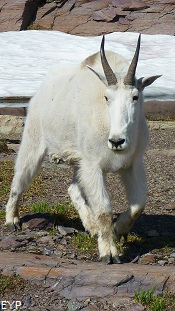 Mountain Goat, Sperry Glacier Trail, Glacier National Park