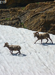 Bighorn Sheep, Grinnell Glacier Trail, Glacier National Park