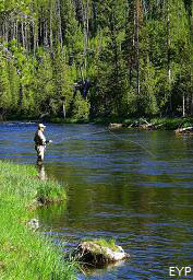 Fly Fisherman on the Firehole River, Madison Junction Area, Yellowstone National Park