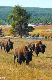 Buffalo, Old Faithful Area, Yellowstone National Park