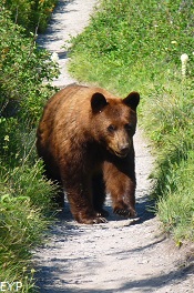 Black Bear, Grinnell Glacier Trail, Glacier National Park