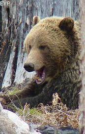 Grizzly bear, Yellowstone Lake Area, Yellowstone National Park