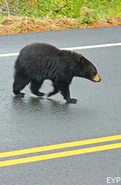 Black bear, Signal Mountain Area, Grand Teton National Park