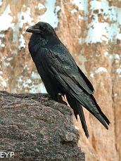 Raven, Grand Canyon of the Yellowstone, Yellowstone National Park