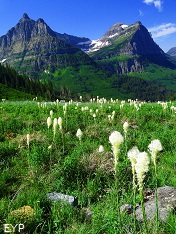 Beargrass, Going To The Sun Road, Glacier National Park