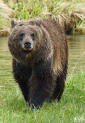Grizzly bear, Yellowstone Lake Area, Yellowstone National Park