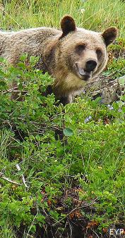 Grizzly Bear, Grinnell Glacier Trail, Glacier National Park