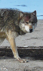 Gray wolf, Yellowstone Lake Area, Yellowstone National Park