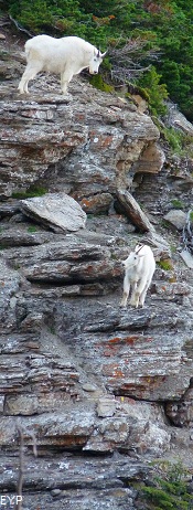 Mountain Goats, Sperry Glacier Trail, Glacier National Park